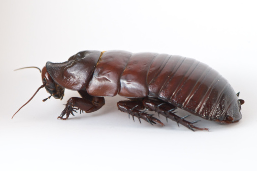 Para que servem animais como barata, mosquito e formiga?