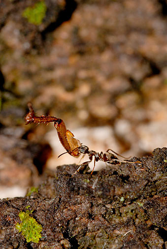 formiga-carrega-inseto-floresta