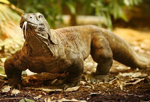 komodo komodo