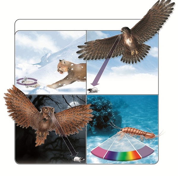 Qual animal tem a melhor visão?