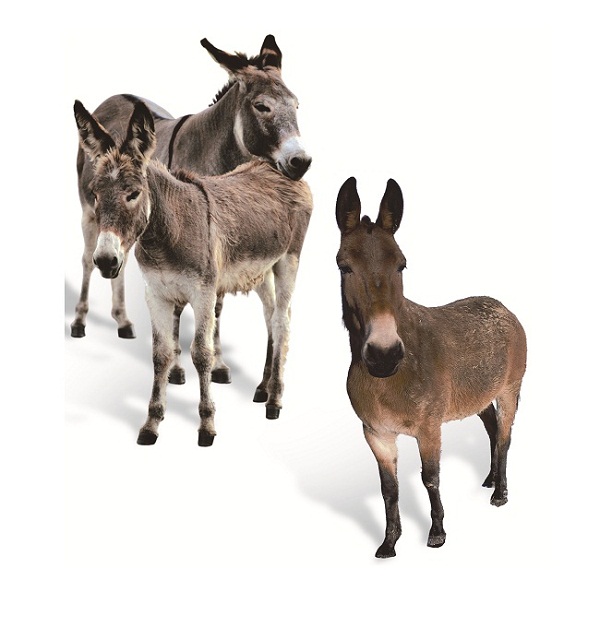 qual-a-diferenca-entre-jumento-mula-burro-jegue-e-asno