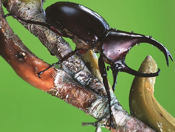 Qual o animal mais forte do planeta?