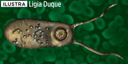 pior-parasita-naegleria-fowleri pior-parasita-naegleria-fowleri