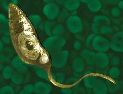 pior-parasita-leishmania-sp pior-parasita-leishmania-sp