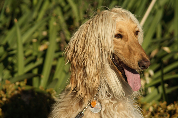 Afghan_Hound_blond_portrait