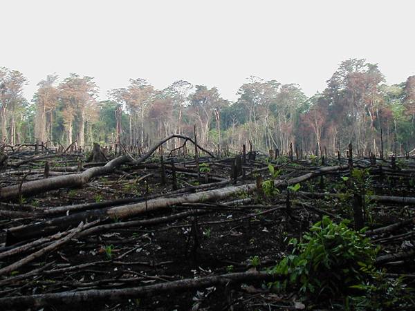 Quanto custa a destruição do meio ambiente?