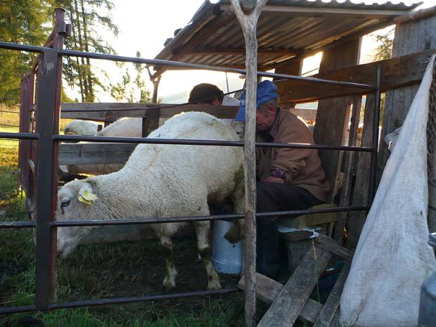 Qual animal tem o leite mais nutritivo?