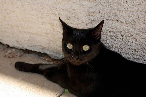 Por que o gato preto é considerado mau agouro?