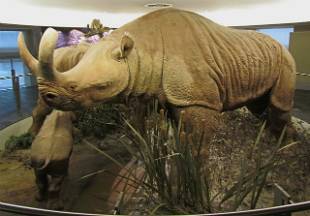 Que feras vieram depois da extinção dos dinossauros?