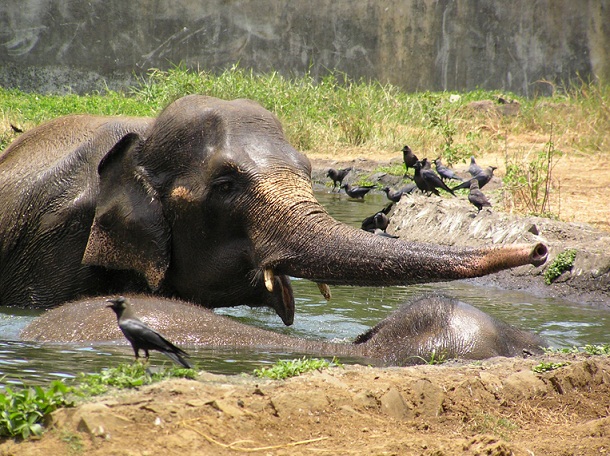 Elephants_byculla