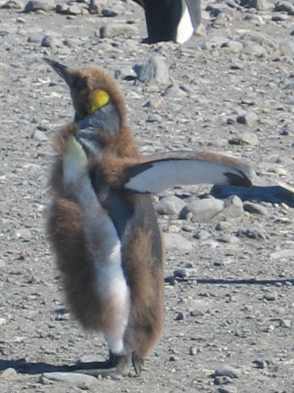 Juvenile_Aptenodytes_patagonicus_moult