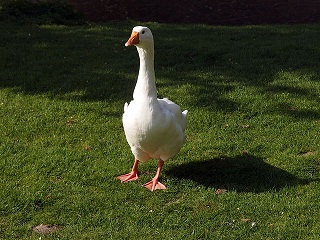 20130504_Maastricht_Stadspark_11_Goose