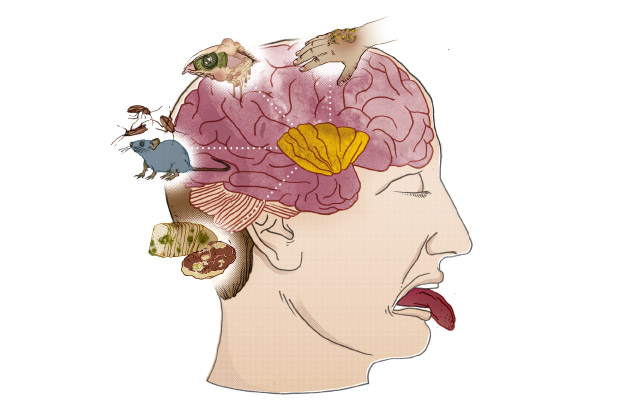 Por que sentimos nojo?