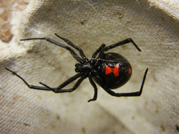 Por que a aranha viúva-negra mata o macho após o acasalamento?