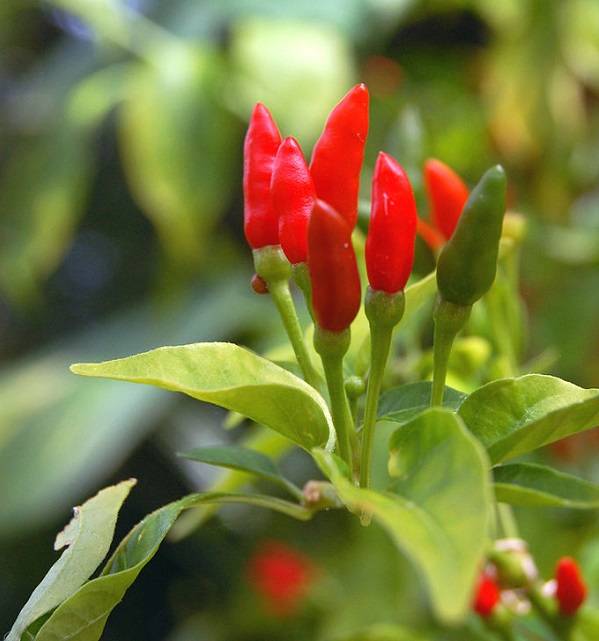 Por que a pimenta arde? Qual é a mais ardida do mundo?