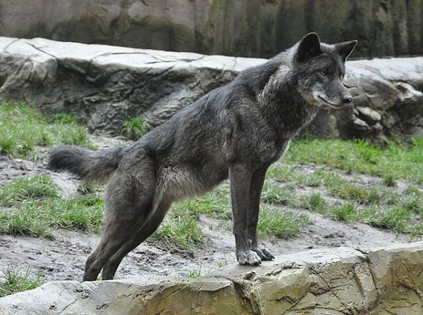 640px-Canis_lupus_lycaon_qtl2_(bearbeitet) 640px-Canis_lupus_lycaon_qtl2_(bearbeitet)