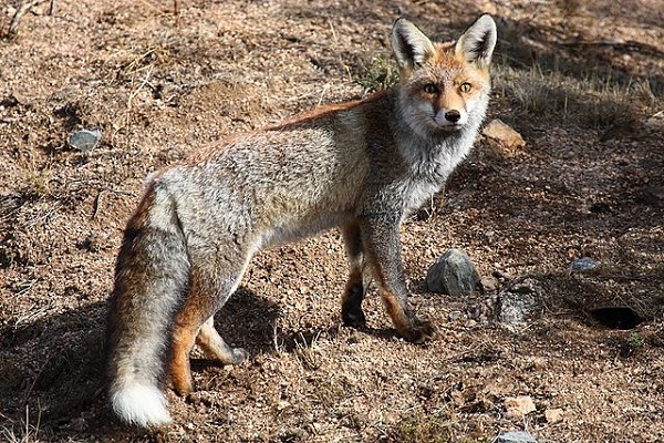 Vulpes_vulpes_4 Vulpes_vulpes_4
