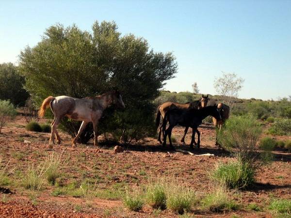 Ainda existem cavalos selvagens?