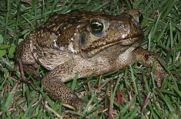Qual é o maior sapo do mundo?