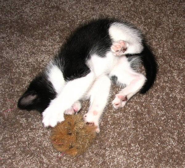 Como se forma a bola de pêlos que os gatos vomitam?