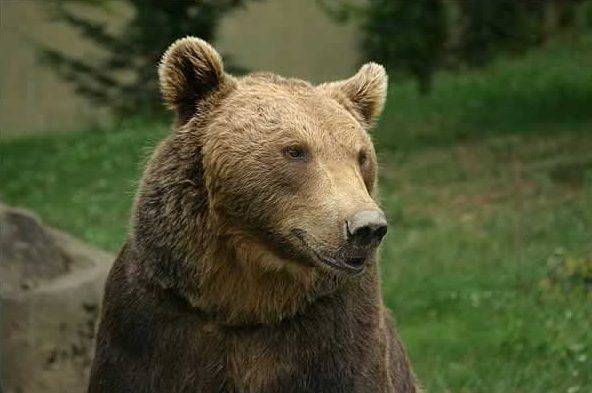Quantas espécies de urso existem no mundo?