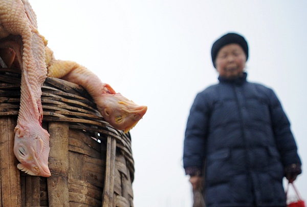 A gripe do frango pode virar uma epidemia mortal?