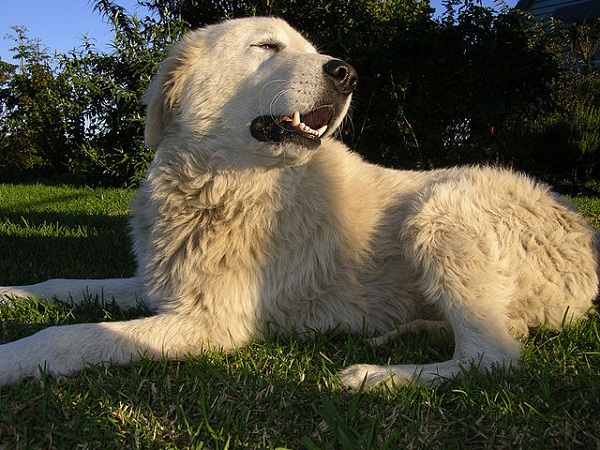 640px-Maremma_sheepdog