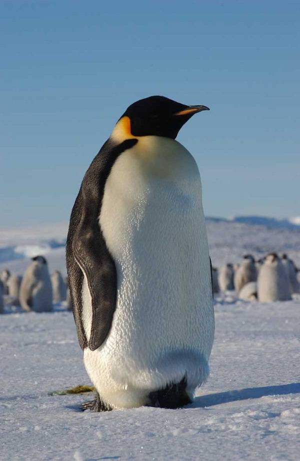 Existem quantas espécies de pinguim?