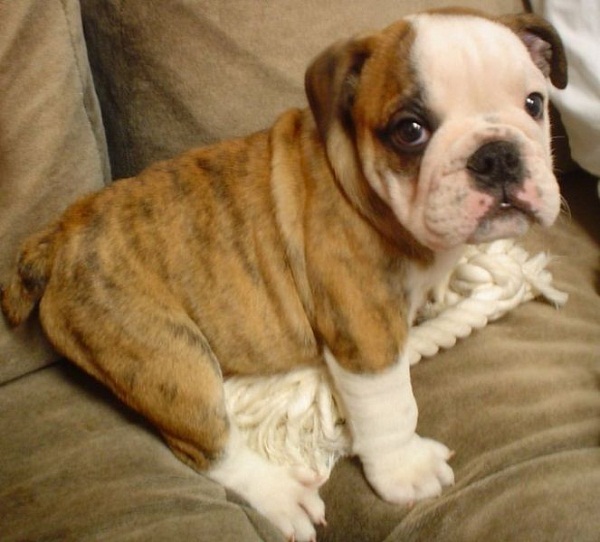 663px-English_Bulldog_puppy