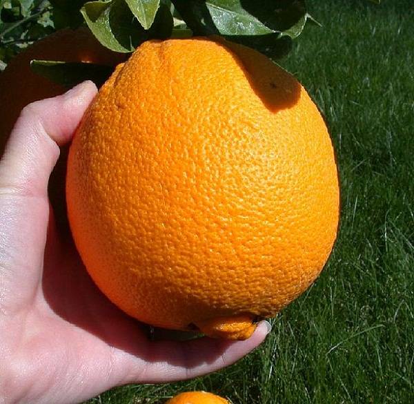 Quais são as frutas que mais têm vitamina C?