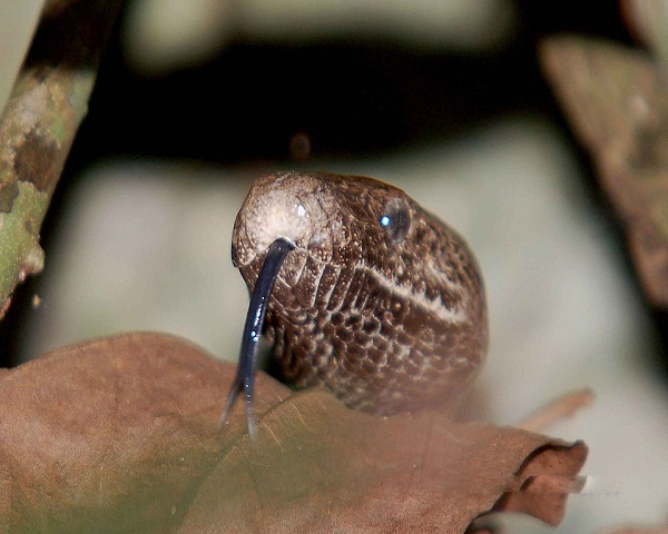 960px-Puerto_Rican_boa_snake_with_tongue_shown_epicrates_inornatus