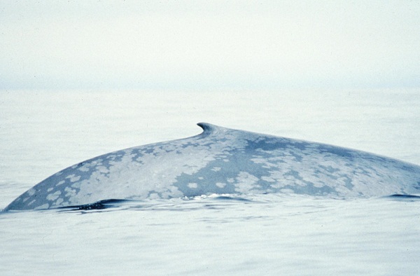 Blue_Whale_004_noaa_dorsal