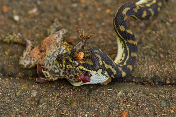 Que animal selvagem mata mais humanos por ano?