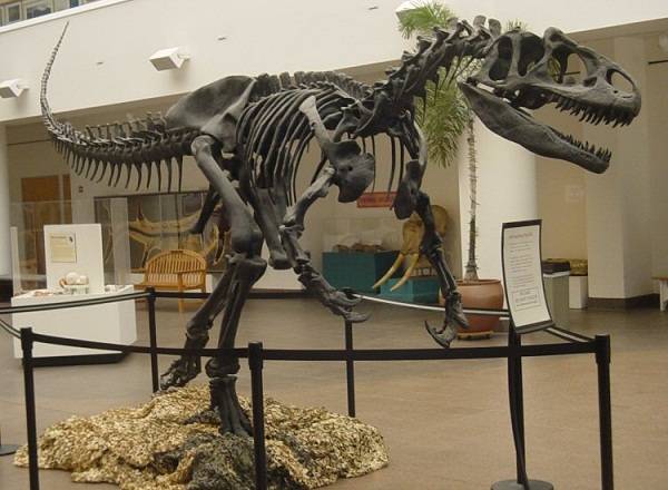 Como foi a evolução dos crocodilos?