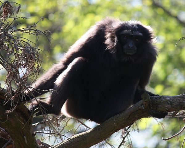 599px-MuellersGibbon2_CincinnatiZoo