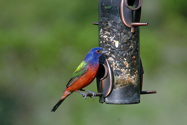 640px-Passerina_ciris_-bird_feeder-8