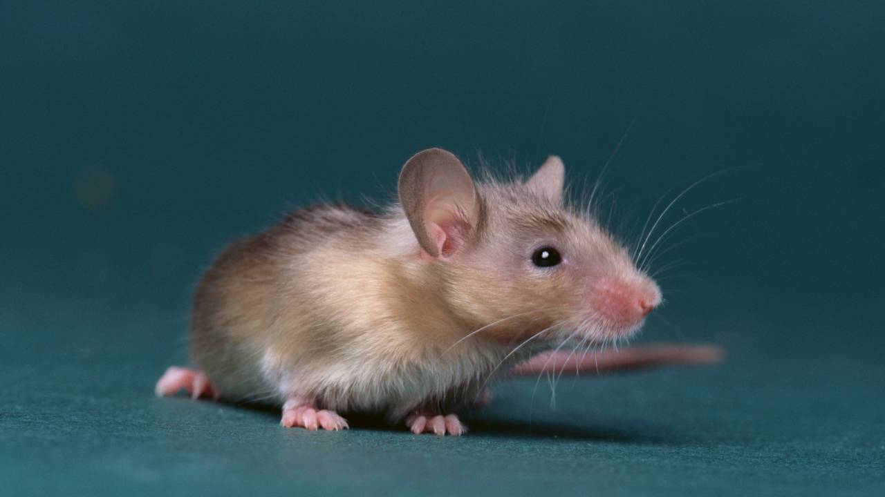 Rato