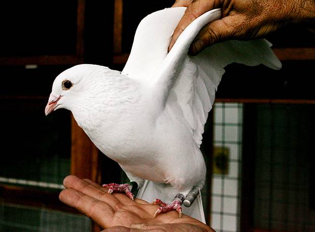 Como o pombo-correio sabe para onde levar a encomenda?