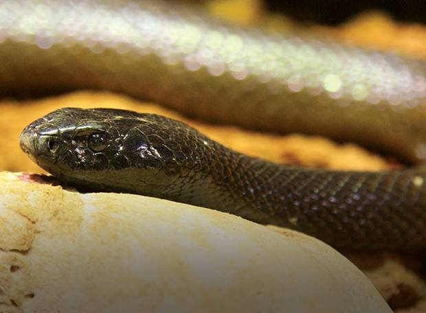Qual o animal terrestre mais perigoso do mundo?