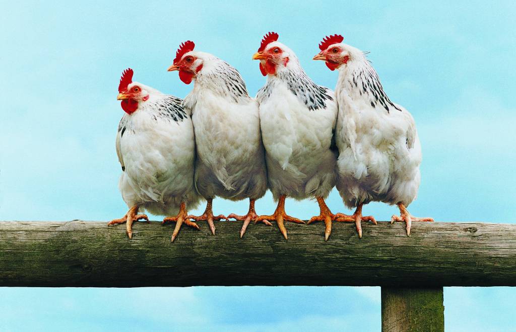Frango Frango