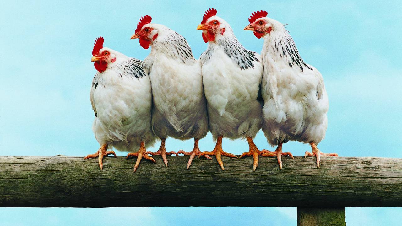 Frango