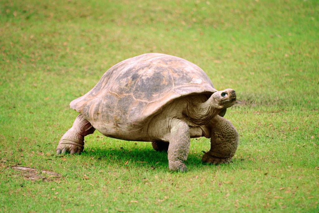 Qual é a diferença entre tartaruga, jabuti e cágado?