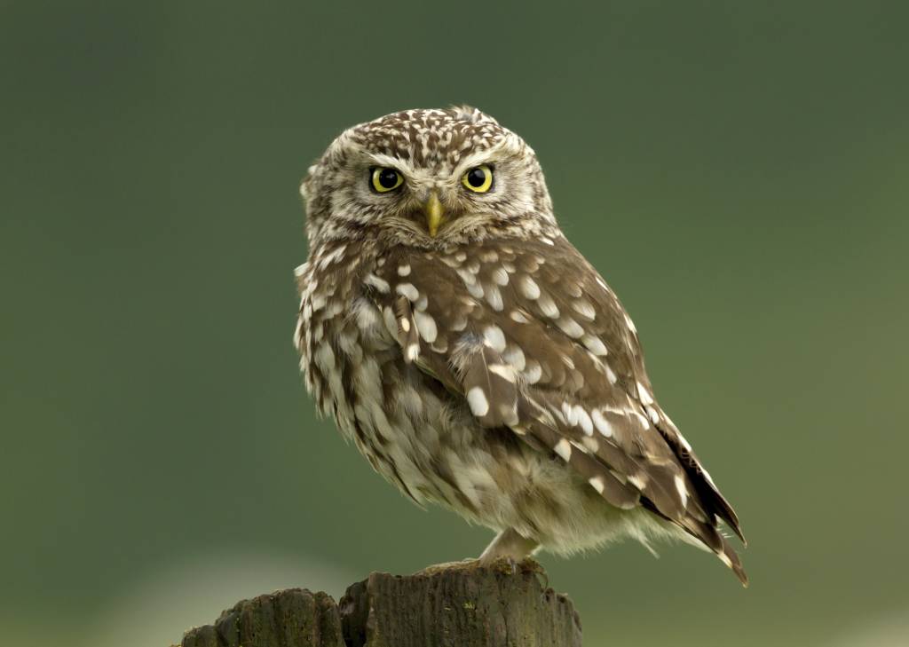 Por que a coruja é símbolo de sabedoria?