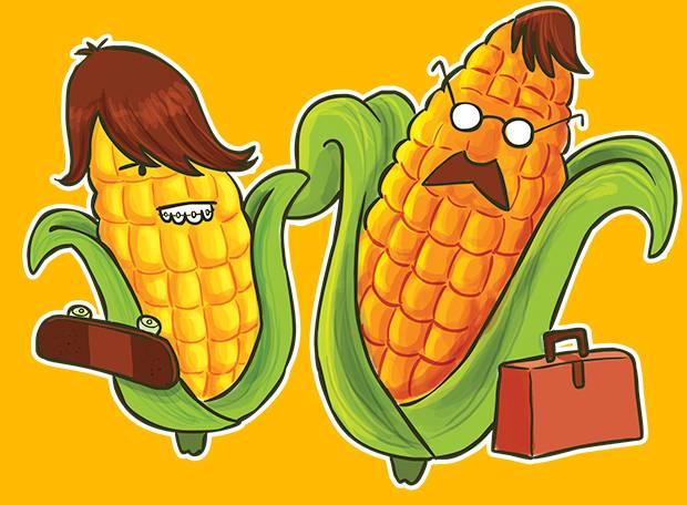 Por que o milho verde é amarelo?