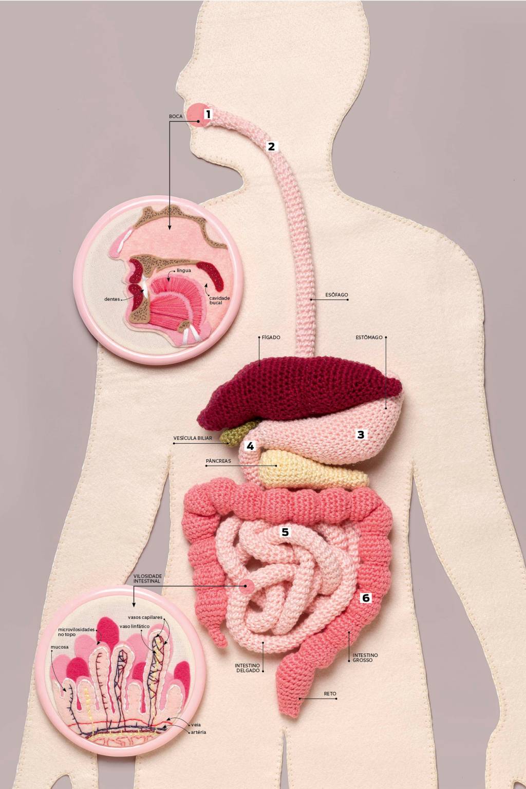 Como funciona o sistema digestório?