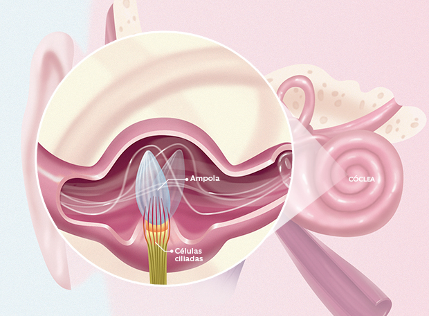 Por que ficamos tontos quando rodamos?