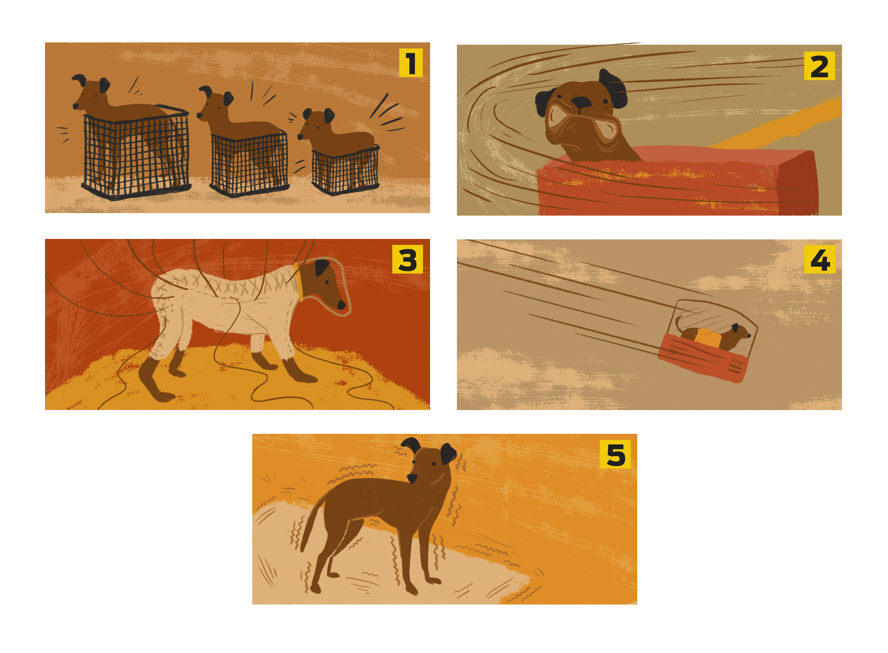 Como era o treino de animais para serem enviados ao espaço?