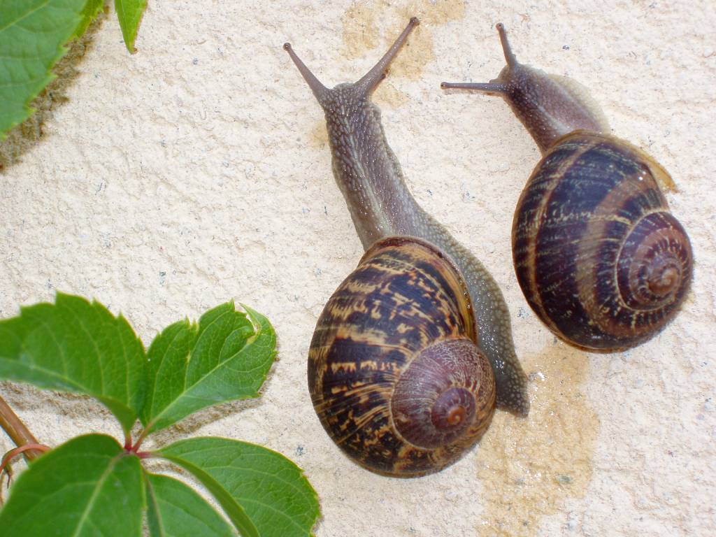Qual a diferença entre lesma, caramujo e caracol?