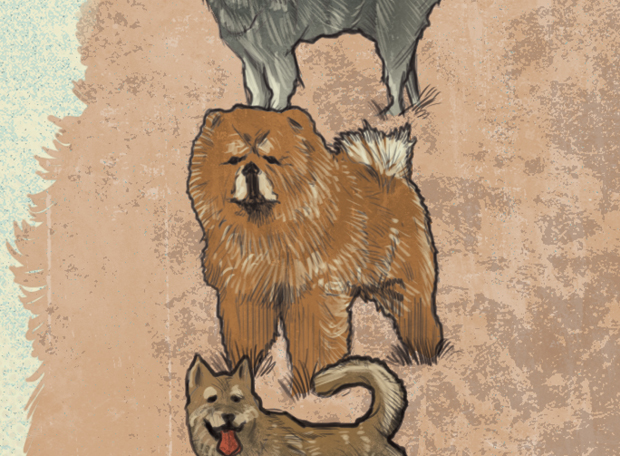 Como é criada uma nova raça de cachorro?