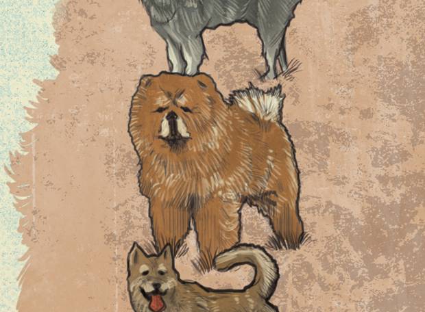 Como é criada uma nova raça de cachorro?